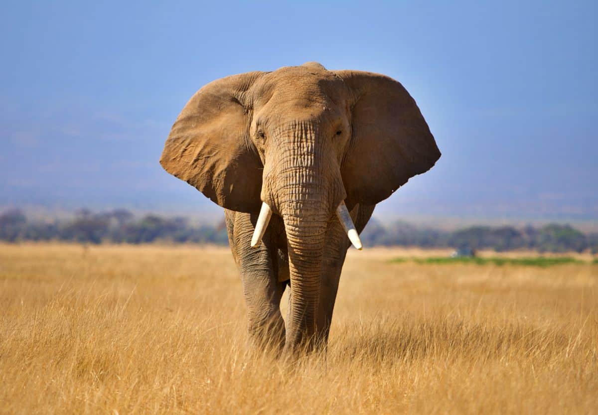 A huge adult elephant.