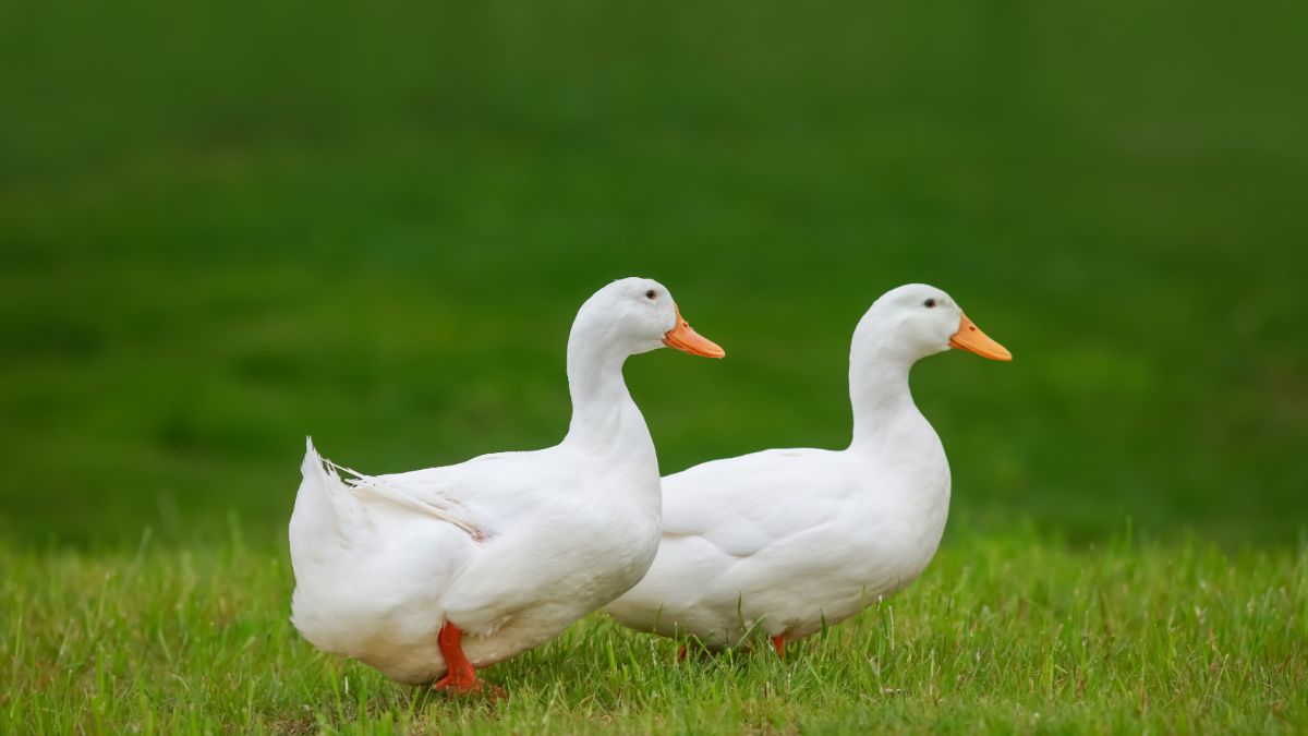 Two white ducks are walking on a green lawn.