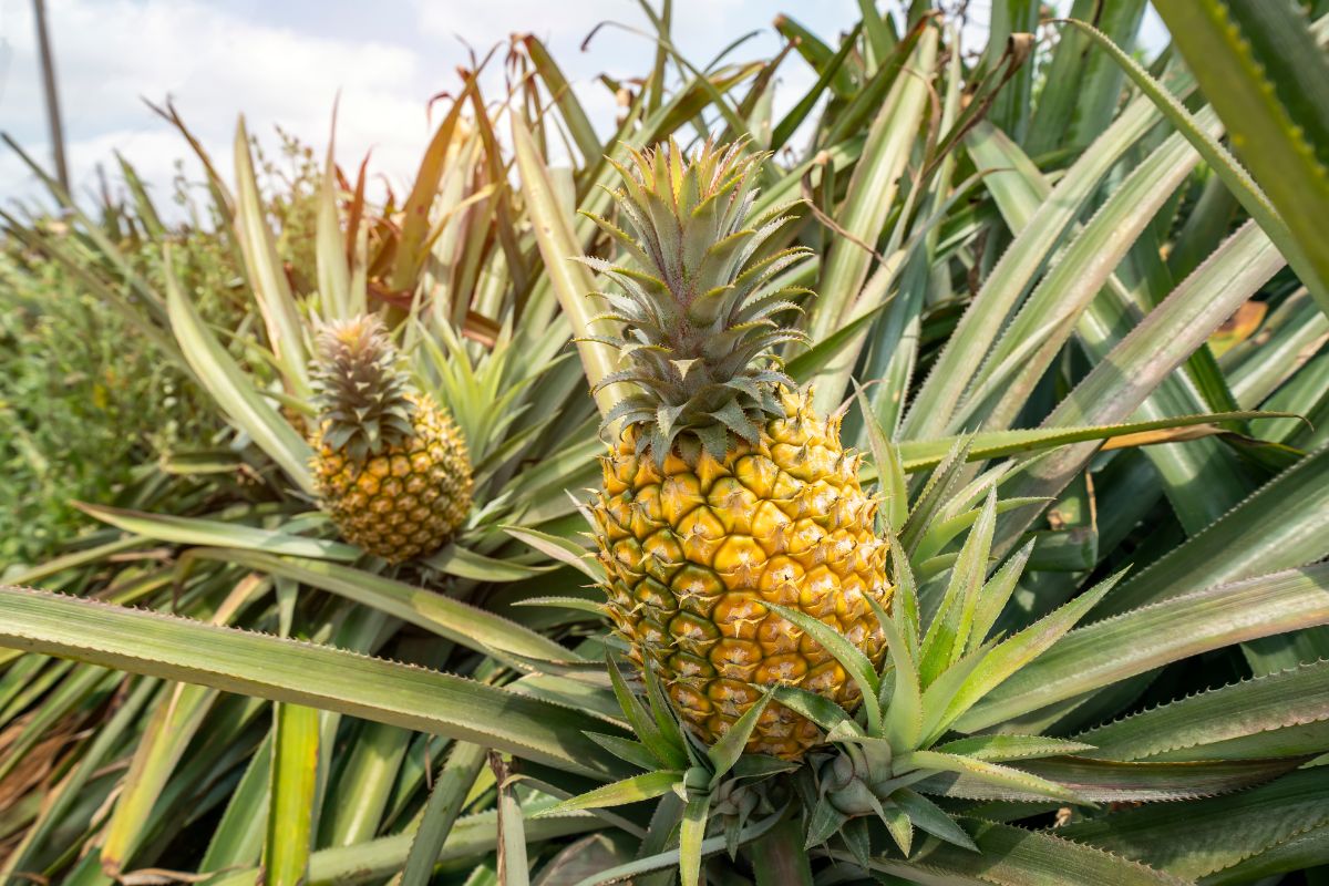 A pineapple field with fruits.