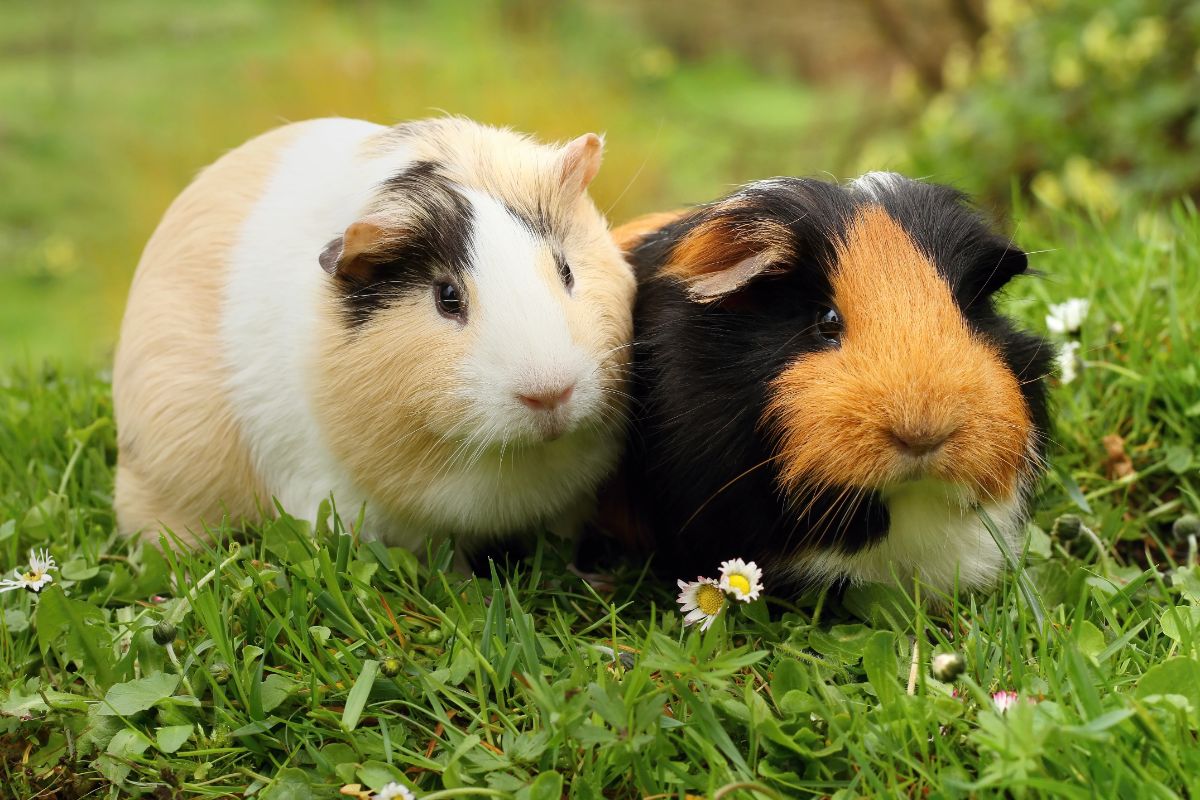 Two adorable guinea pigs on a green lawn.