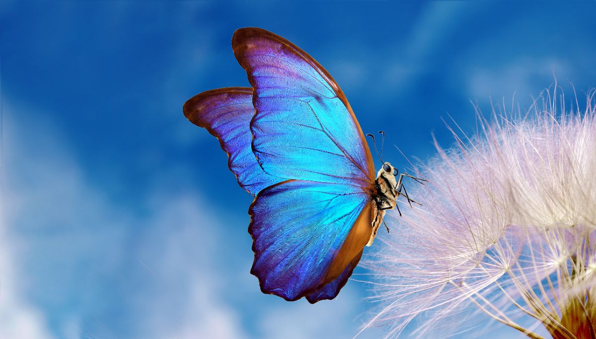 A beautiful blue butterfly on a dandelion.