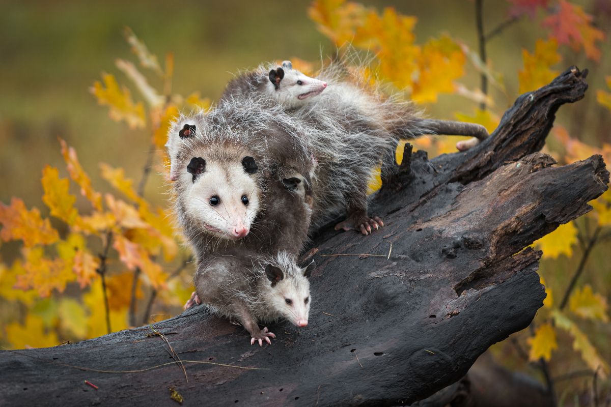 An opossum family standing on a wooden log.