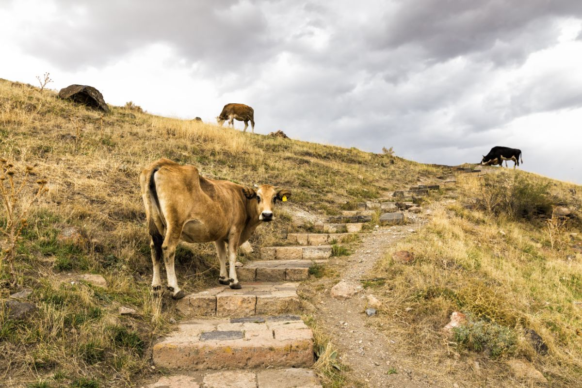 A brown cow on stone stairs looking into the camera.