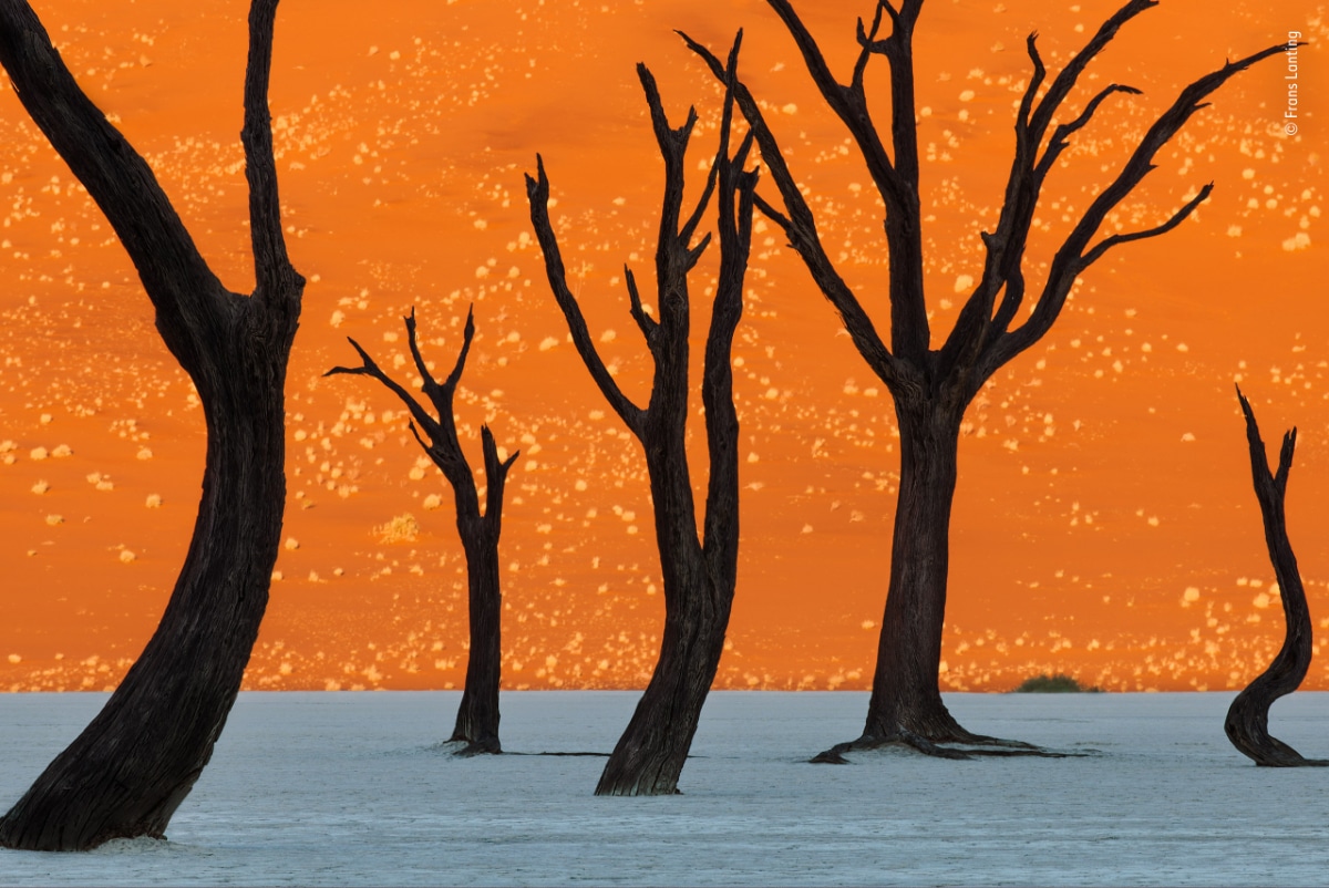 "Ghost Trees": A Captivating Natural Masterpiece