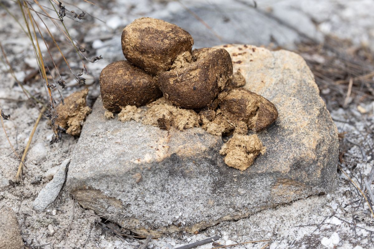 A wombat's cube-shaped poop on a rock.