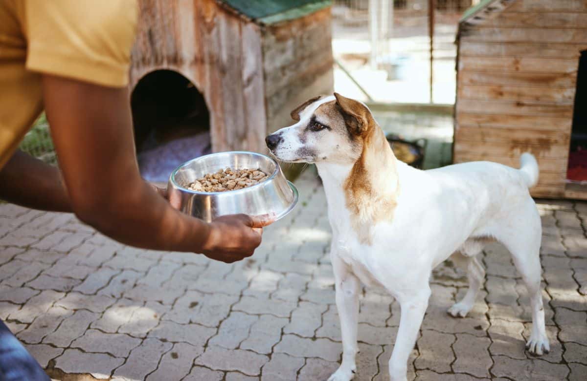 A man feeds a dog in an animal shelter.