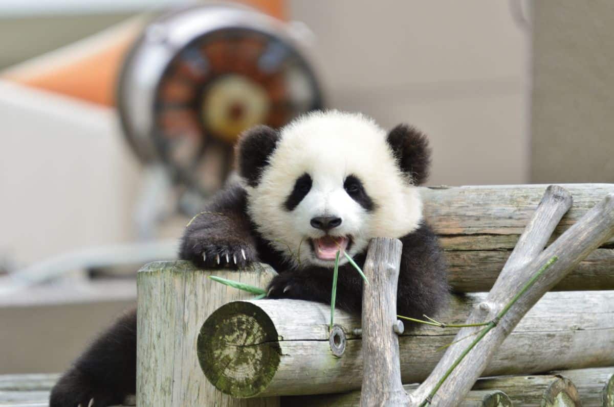 An adorable baby panda eats bamboo leaves.
